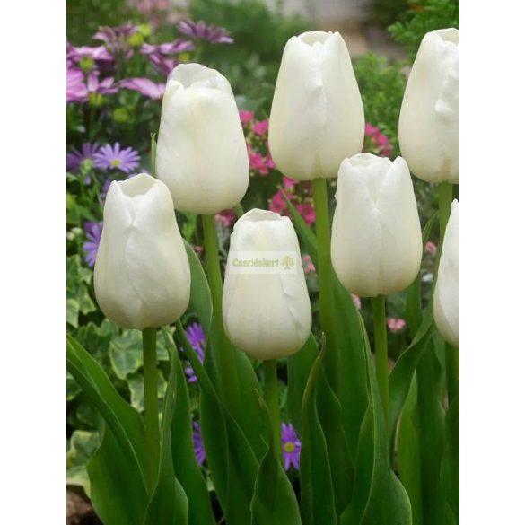 Tulipán 'Catherina'
