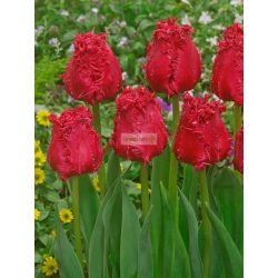 Tulipán 'Barbados'