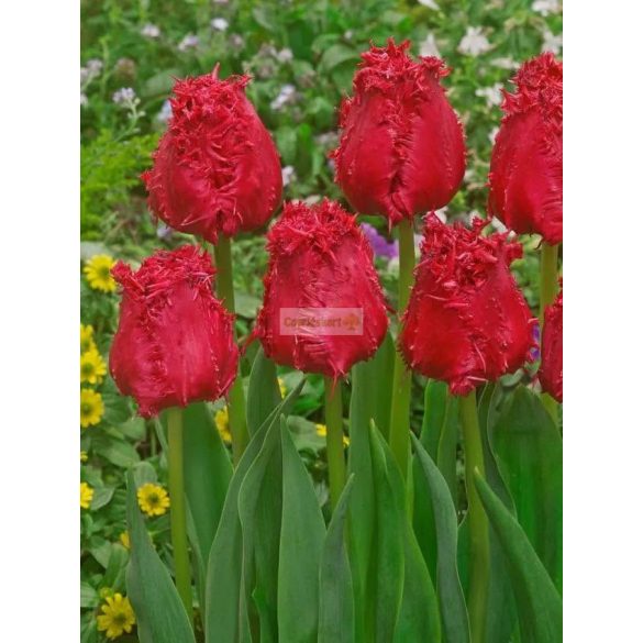 Tulipán 'Barbados'