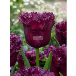 Tulipán 'Gorilla'