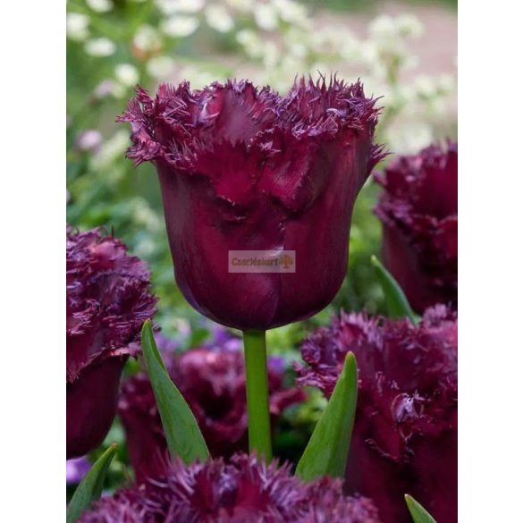 Tulipán 'Gorilla'