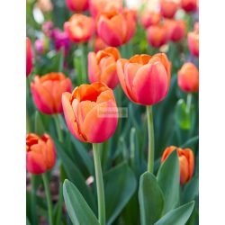 Tulipán 