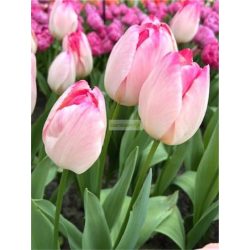 Tulipán 