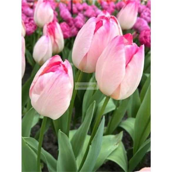 Tulipán 