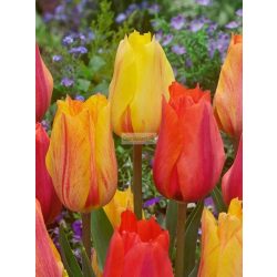 Tulipán 