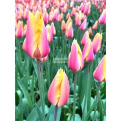 Tulipán 'Blushing Lady'