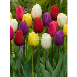 Tulipán 'Triumph' mix