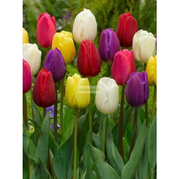 Tulipán 'Triumph' mix