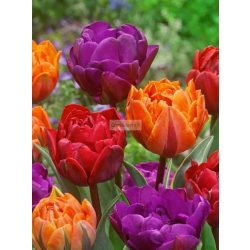 Tulipán 'Double Mixed'