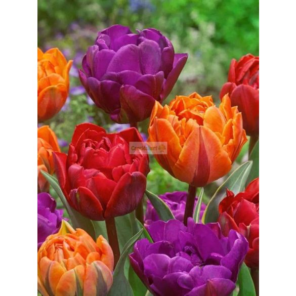 Tulipán 'Double Mixed'