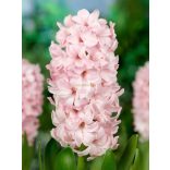Jácint 'China Pink'