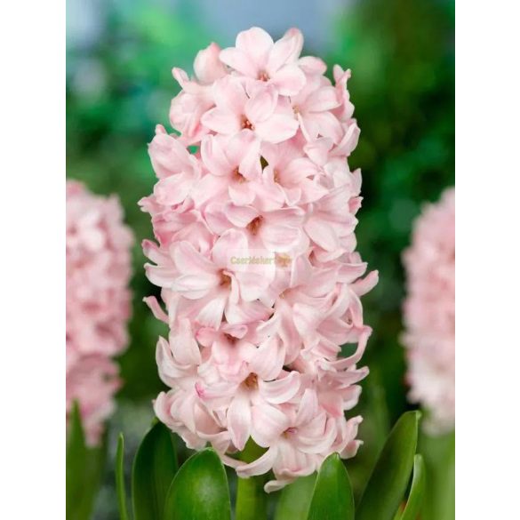 Jácint 'China Pink'