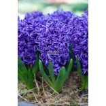 Jácint 'Blue Pearl'