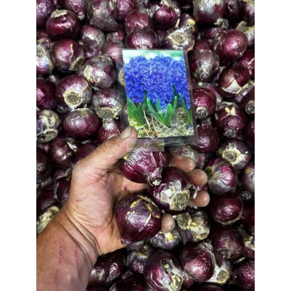Jácint 'Blue Pearl'