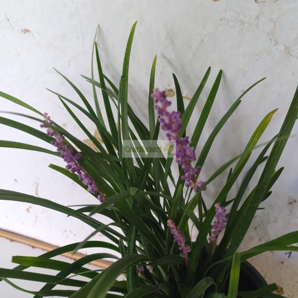 Gyöngyikés gyepliliom