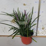 Gyöngyikés gyepliliom