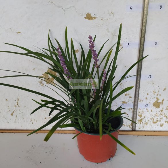 Gyöngyikés gyepliliom