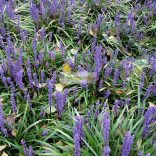 Gyöngyikés gyepliliom