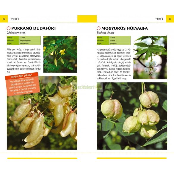 Termések (Kis Szabolcs)