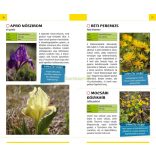 Vadvirágok (Kis Szabolcs)