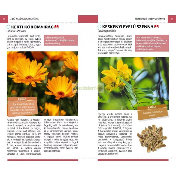 Gyógynövények (Kissné Dogossy Éva)